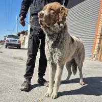 توله قدرجونی نر  قد +۹۰