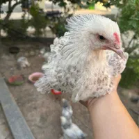 جوجه نژاد برهما ۴ ماهه زیر فی