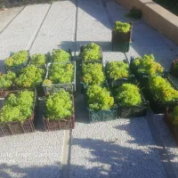 فروش انگور عسکری