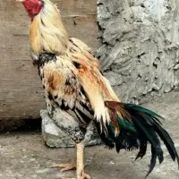 خروس لاری