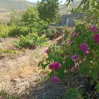 باغ-روستای-ارندان