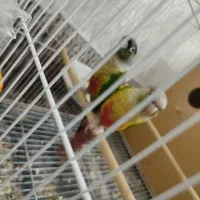 دو جفت گرینچیک کار داد مولد