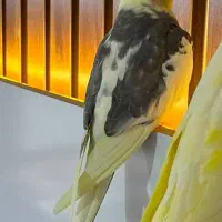 فروش عروس هلندی نر