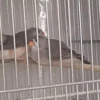 فنچ ماده اینگلیسی سایز درشت سن 3 ماه