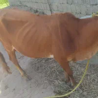 گاو شکم داریک ماه نیم آمپول زدم بچه سومیش هست