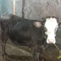 گوساله ماده