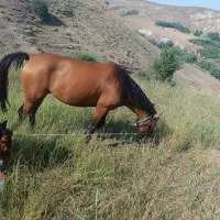 اسب مادیان