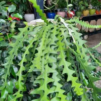 گل های زیبا