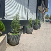 گلدان و گل