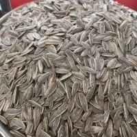 اجیل درجه یک  تازه