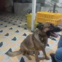 فروش سگ ژرمن مالینوز