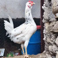 خروس گلین ۶ ماهه