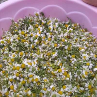 بابونه تر فوری تخفیف هم داره