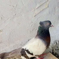 نر خطی