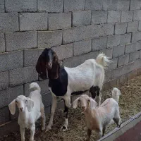 بز پاکستانی