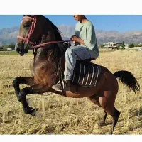 فروش یک عدد کره نریون سواری