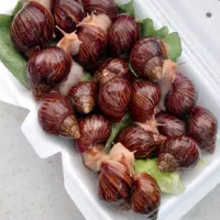 استخدام بدون هیچ سرمایه ای پرورش حلزون