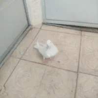 کبوتر دوبحر