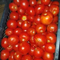 گوجه فرنگی تازه