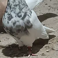 کبوتر طوقی