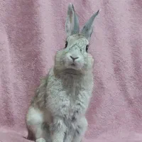 خرگوش