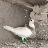 کبوتر طوقی نر