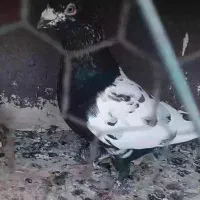 کفتر