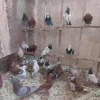 کفتر تهرانی وانگلیسی