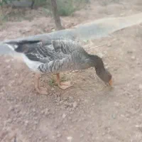 ۴ عدد غاز فروشی