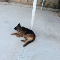 سگ ژرمن شپرد نر 1ساله