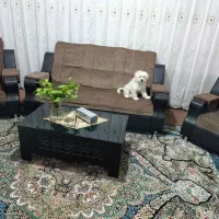 واگذاری سگ  شیتزو  میکس شیتزو و پامر