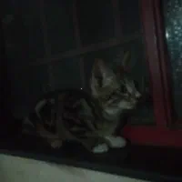 گربهdsh ماده