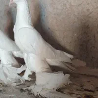 بنشاند للهلی نر اوجا پاچا