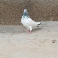 کله دم سبز پرشتی