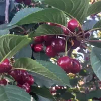 آلبالو اسراییلی درشت یک وانت