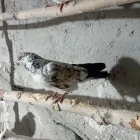 کبوتر سوسکی