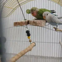 طوطی برزیلی جوجه ۲ ماهه