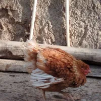 مرغ کرج سرحال