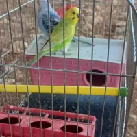 مرغ عشق