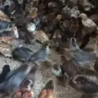 جوجه رنگی