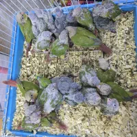 گرینچیک سرلاکی