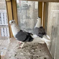 یک جفت کبوتر پشت سبز درجه یک