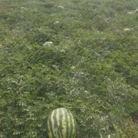 فروش هندوانه درجه یک