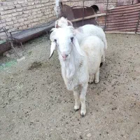 بره قربان نر