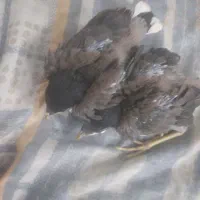 جوجه مینا