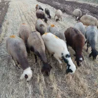 16راس گوسفند و میش داشتی جوان ابستن