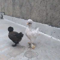 جوجه مرغ و خرس