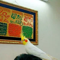 عروس هلندی دستی فولل سخنگو