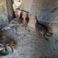 بوقلمو دوتا ماده یکی نر