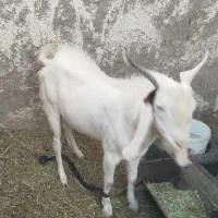 فروش نری دو رگ گلابی